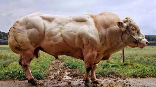 10 Sapi Terbesar di Dunia, Cocok nih Buat Qurban!