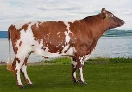 10 Sapi Terbesar di Dunia, Cocok nih Buat Qurban!