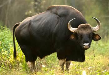 10 Sapi Terbesar di Dunia, Cocok nih Buat Qurban!