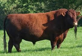 10 Sapi Terbesar di Dunia, Cocok nih Buat Qurban!