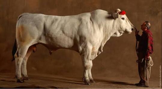 10 Sapi Terbesar di Dunia, Cocok nih Buat Qurban!