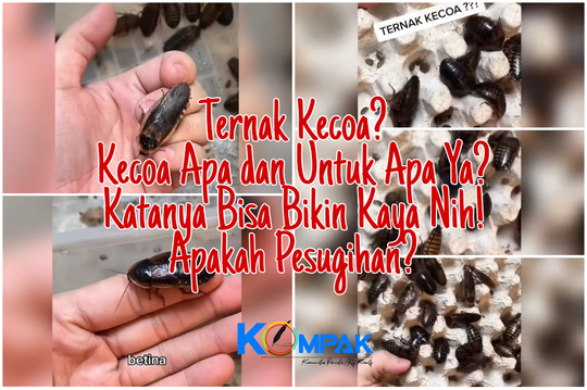 Beternak Kecoa Bisa Bikin Kaya?Pastinya Ini Bukan Pesugihan atau Tipu-tipu!