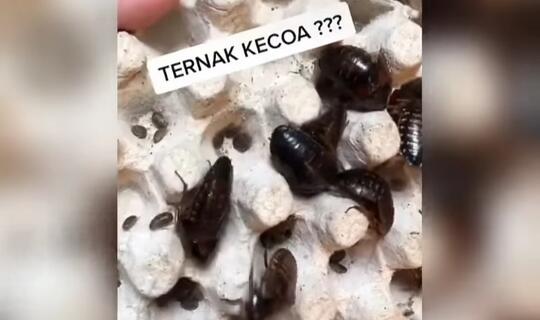 Beternak Kecoa Bisa Bikin Kaya?Pastinya Ini Bukan Pesugihan atau Tipu-tipu!