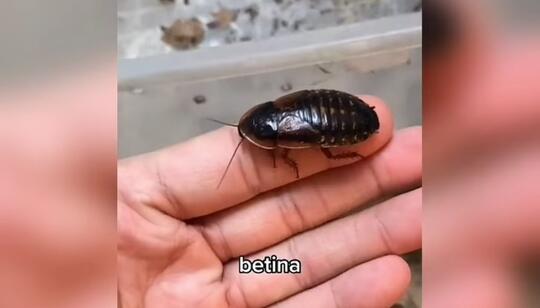 Beternak Kecoa Bisa Bikin Kaya?Pastinya Ini Bukan Pesugihan atau Tipu-tipu!