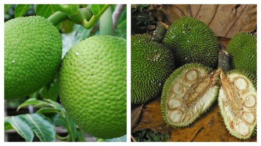 Anak Kembar Sudah Biasa, Buah yang Kembar, Buah Apa? Ternyata Ada Lho, Ini Buktinya!