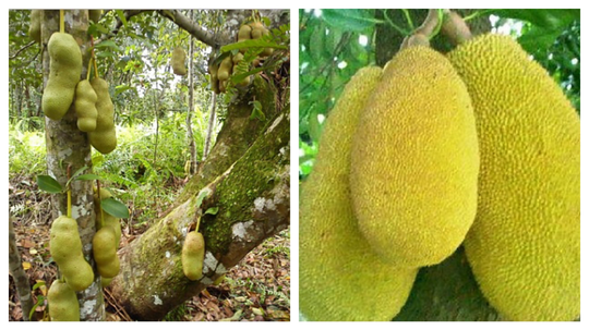 Anak Kembar Sudah Biasa, Buah yang Kembar, Buah Apa? Ternyata Ada Lho, Ini Buktinya!