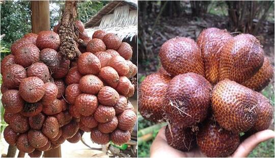 Anak Kembar Sudah Biasa, Buah yang Kembar, Buah Apa? Ternyata Ada Lho, Ini Buktinya!