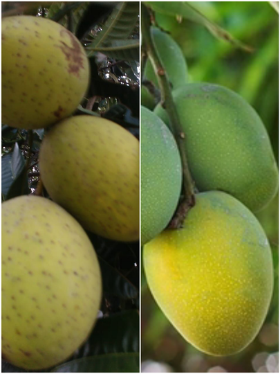Anak Kembar Sudah Biasa, Buah yang Kembar, Buah Apa? Ternyata Ada Lho, Ini Buktinya!