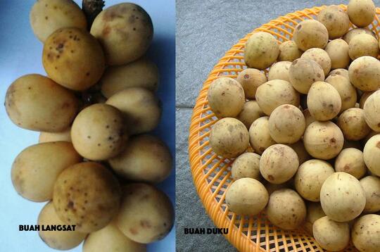 Anak Kembar Sudah Biasa, Buah yang Kembar, Buah Apa? Ternyata Ada Lho, Ini Buktinya!