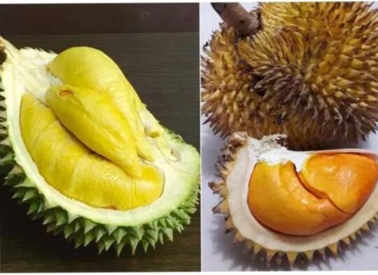 Anak Kembar Sudah Biasa, Buah yang Kembar, Buah Apa? Ternyata Ada Lho, Ini Buktinya!