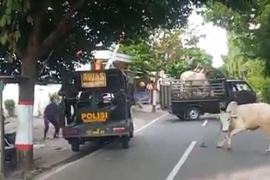 Sapi Ditembak Mati Polisi, Masih Bisa Buat Qurban?