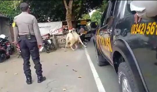 Sapi Ditembak Mati Polisi, Masih Bisa Buat Qurban?