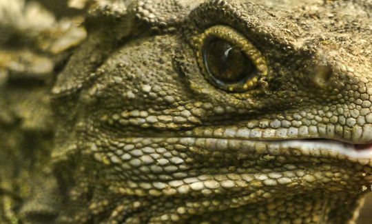 Lizard People, Teori Konspirasi "Manusia Kadal" Yang Pernah Menggegerkan Dunia!