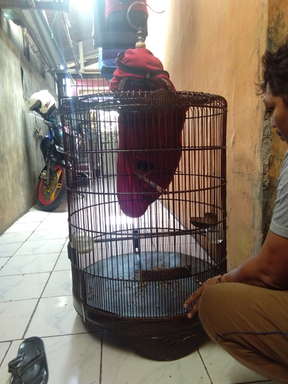 Tips Usaha Kios Makanan Burung