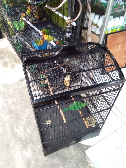 Tips Usaha Kios Makanan Burung