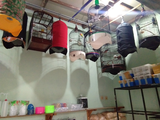 Tips Usaha Kios Makanan Burung