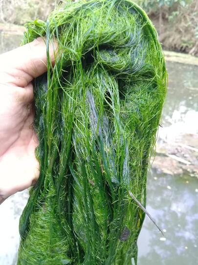 3 Umpan Alami Sepesial Ikan Nila || Paling Populir Bagi Para Angler Mancing