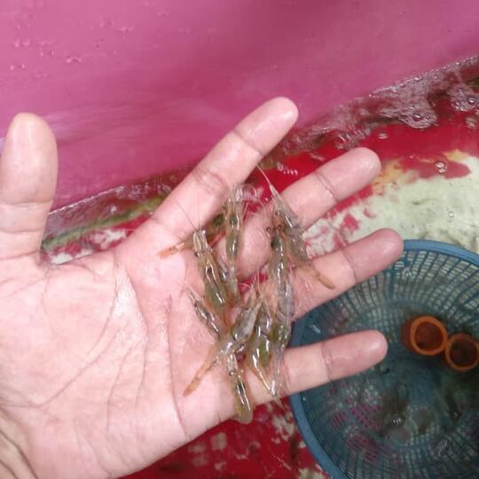 3 Umpan Alami Sepesial Ikan Nila || Paling Populir Bagi Para Angler Mancing