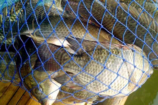 3 Umpan Alami Sepesial Ikan Nila || Paling Populir Bagi Para Angler Mancing