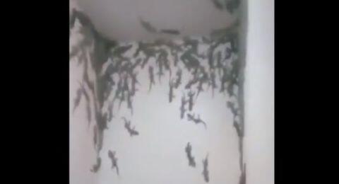 Viral Kamar Mandi Dipenuhi Puluhan Tokek Berukuran Besar, Bikin Merinding!