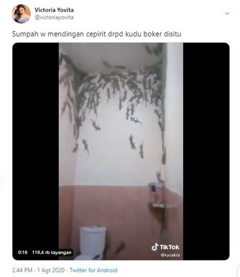 Viral Kamar Mandi Dipenuhi Puluhan Tokek Berukuran Besar, Bikin Merinding!