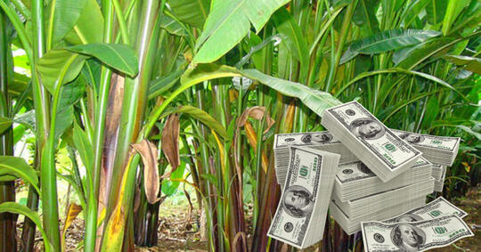 Ternyata Uang Dollar Dibuat dari Serat Pisang di Kabupaten Talaud, Bentuknya Begini..