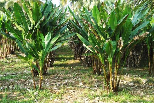 Ternyata Uang Dollar Dibuat dari Serat Pisang di Kabupaten Talaud, Bentuknya Begini..