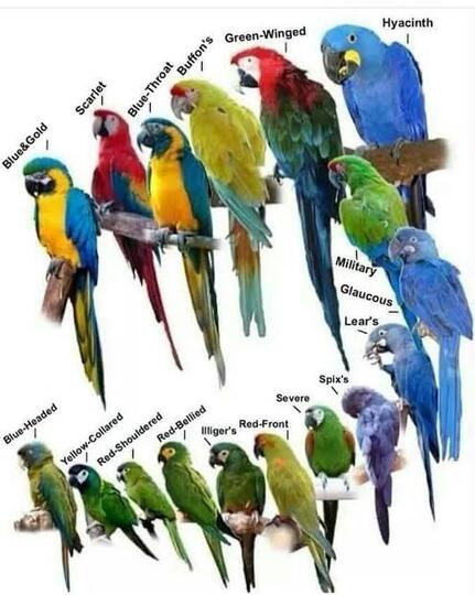Kenapa Burung Paruh Bengkok Mudah Dilatih?
