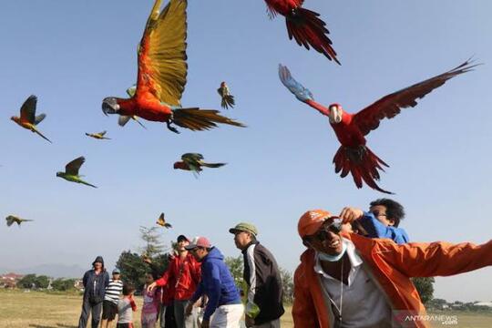 Kenapa Burung Paruh Bengkok Mudah Dilatih?