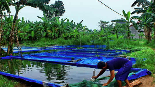 4 Jenis Ikan Air Tawar yang Paling Mudah untuk Dibudidayakan, Yuk Mampir Dimari Gan!