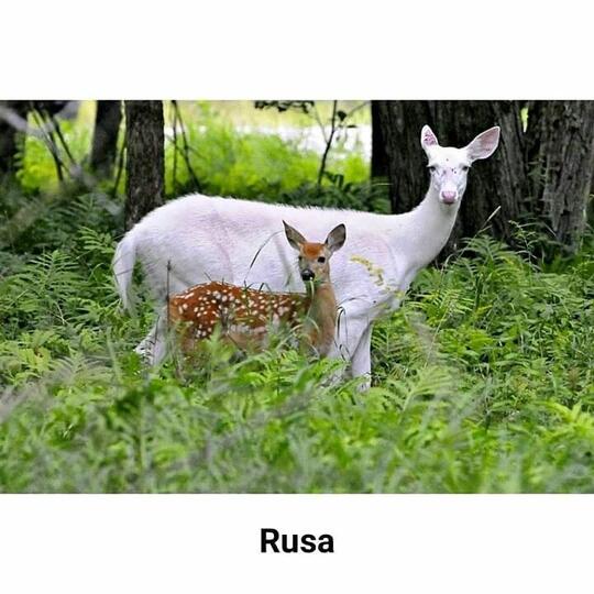 Tidak Hanya Manusia, Hewan Juga Bisa Menderita Albino! Cek Faktanya di Sini, yuk!