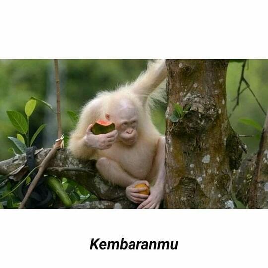 Tidak Hanya Manusia, Hewan Juga Bisa Menderita Albino! Cek Faktanya di Sini, yuk!