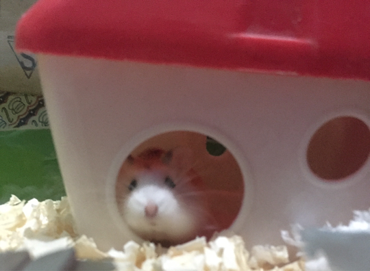 Kalian Mau Memelihara Hamster? Ini Dia Cara Pemeliharaan Hamster Yang Benar
