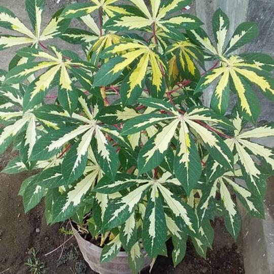 Unik Dan Bermanfaat, Tanaman Apakah Ini?