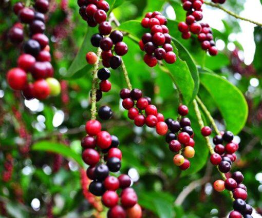10 Buah Lokal yang Keberadaannya Mulai Langka, Gan-Sist Udah Pernah Nyobain?