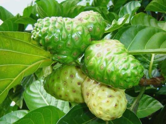 10 Buah Lokal yang Keberadaannya Mulai Langka, Gan-Sist Udah Pernah Nyobain?