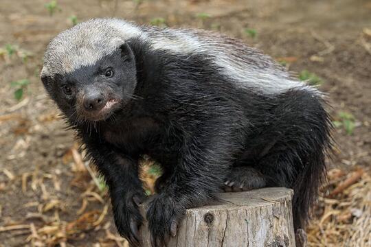 Ratel (Honey Badger), Hewan Paling Barbar Di Muka Bumi!