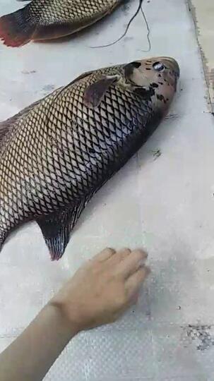 Netizen Ini Bagikan Kisah Sedih Goreng Ikan Gurame Usia 23 Tahun
