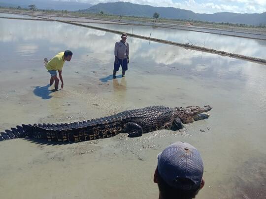 Buaya Ga Ada Akhlak, Malah Main-Main Di Sawah