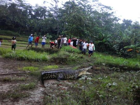 Buaya Ga Ada Akhlak, Malah Main-Main Di Sawah
