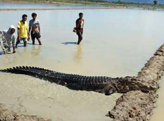 Buaya Ga Ada Akhlak Malah Main Main Di Sawah Kaskus