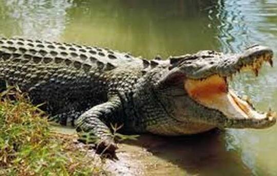 Buaya Ga Ada Akhlak, Malah Main-Main Di Sawah