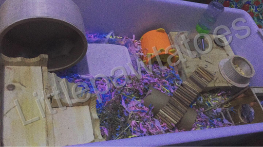 Kandang Jeruji Berbahaya Untuk Hamster! Cek Yuk Kandang Yang Baik Untuk Hamster