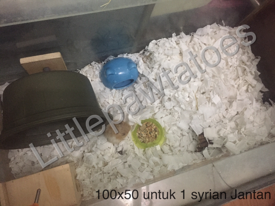 Kandang Jeruji Berbahaya Untuk Hamster! Cek Yuk Kandang Yang Baik Untuk Hamster