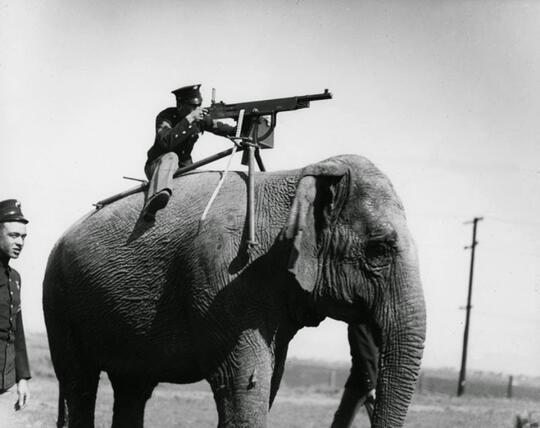 Misteri 'Foto KUNO' Seorang Tentara Dengan Senapan Mesin Di Atas Gajah !