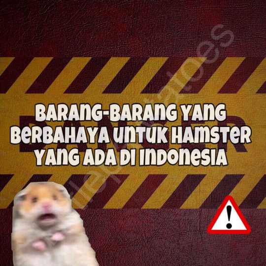 Mainan, Makanan, Cemilan dan Bedding Yang Berbahaya Untuk Hamster