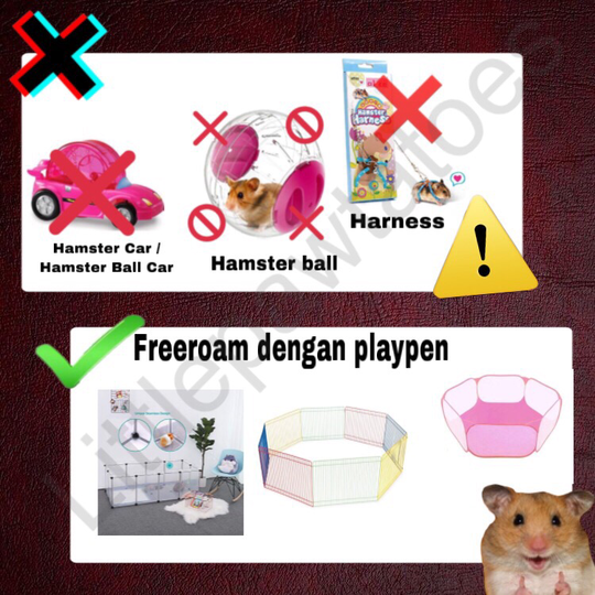 Mainan, Makanan, Cemilan dan Bedding Yang Berbahaya Untuk Hamster
