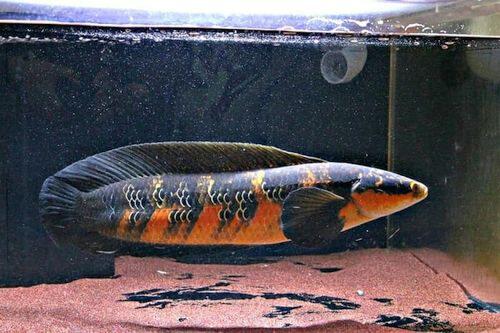 Ikan gabus hias (Channa) asal Indonesia yang kini jadi primadona