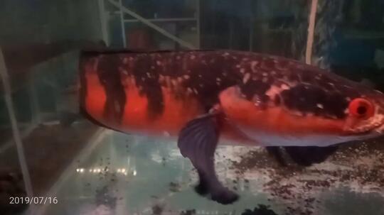 Ikan gabus hias (Channa) asal Indonesia yang kini jadi primadona