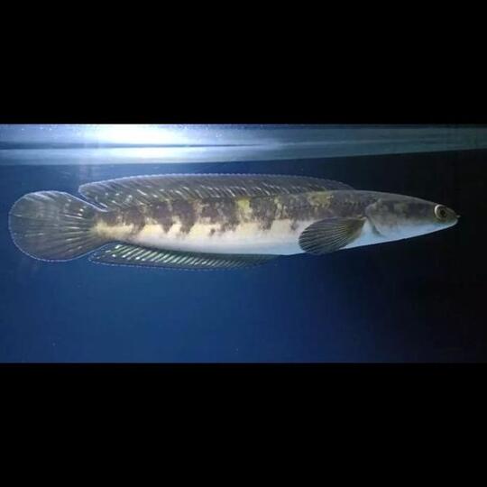 Ikan gabus hias (Channa) asal Indonesia yang kini jadi primadona